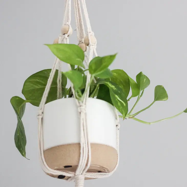 Plant Holder